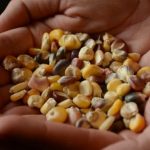 Milho Commodity Agricola Milho Commodity Agricola